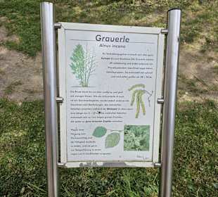 Grauerle