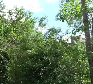 Burgruine Niederhaus