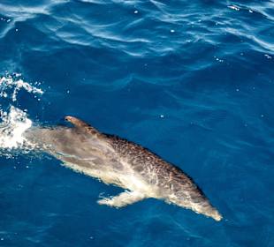 Delfin Tours 