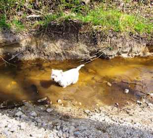 Toll für Hunde am Seitenrand