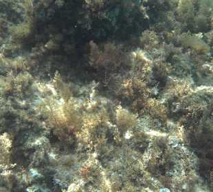 Glasbodenboot Tour Lindos