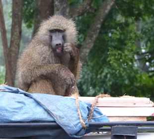 Paviane - irgendwie besorgt man sich Essbares