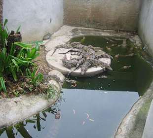 Krokodilbecken