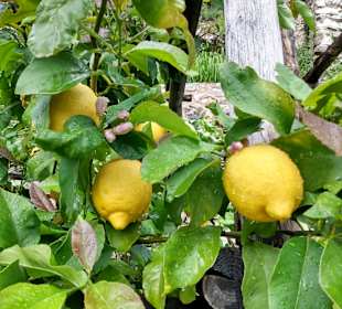 Wandern Limone