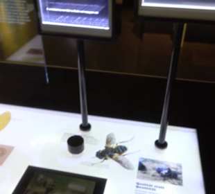 Museum für Naturkunde