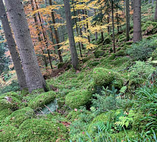 Wandern Enzklösterle