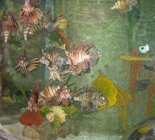 Sehenswerte Zierfische