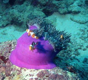 Tauchen an den Similans