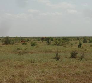 Tsavo Ost
