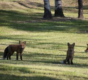 .....auch Tierfamilien..