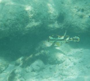 Schnorcheln am Hausriff