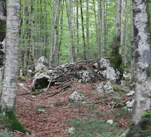 Pokluška