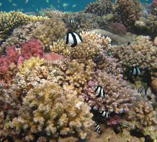 Großartiges Hausriff