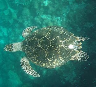 Schildkröte bei einem Schnorchelausflug
