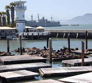 Seelöwen am Pier 39
