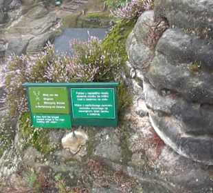 Felsenburg Neurathen