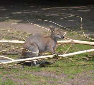 Allwetterzoo Münster