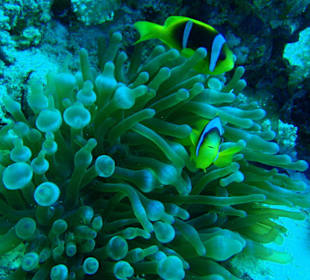 Anemone