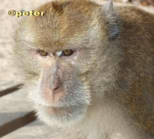 Noch ein Affe