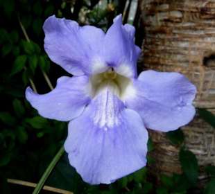 Blumen vor der Kirche von Santa Lucia