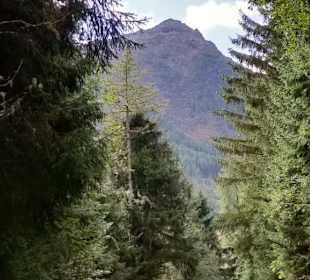 Weg zur Alm