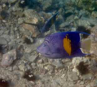 Unterwasserwelt Musandam