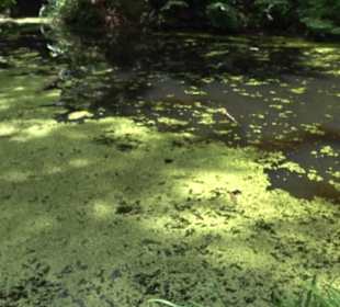 Wanderweg - Alter Steinbruch Pfaffenberg Runde