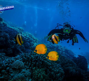 Tauchschule Hurghada