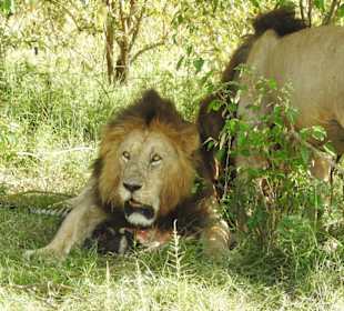 Mein Zebra geb ich nicht her...