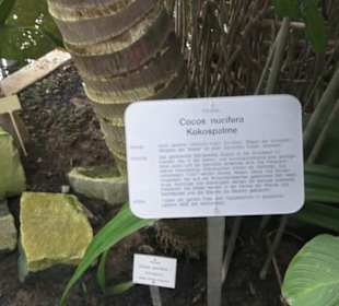 Tropenhaus - Schaugewächs -  Botanischer Garten