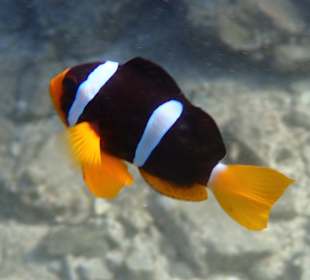 Unterwasserwelt Musandam