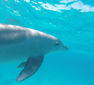 Der lächelnde Tümmler