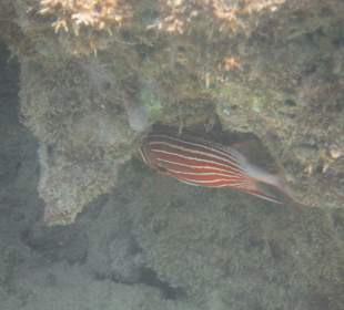 Unterwasseraufnahme am Hausriff