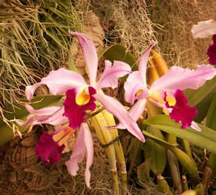 Eine der über 4.000 Sorten