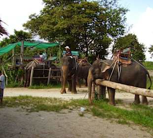 Elefant Trekking