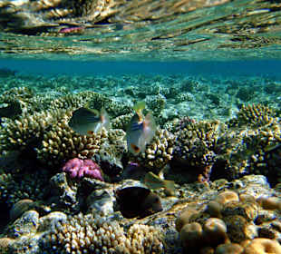 Schnorcheln am Hausriff