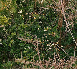 Strauch voller Schmetterlinge