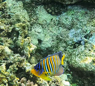 Schnorcheln Coraya Bay Marsa Alam