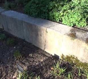 Real Jardín Botánico de Madrid