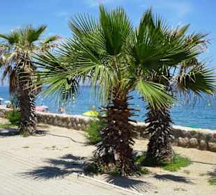 Spaziergang über die Strandpromenade Argelès-Plage