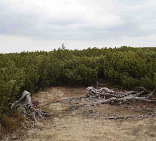 Berg Schneekoppe/Śnieżka