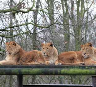 Löwenweibchen beim Beobachten