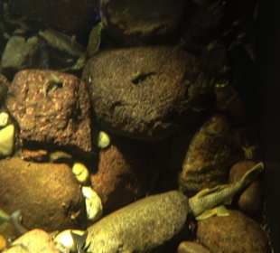 Aquarium