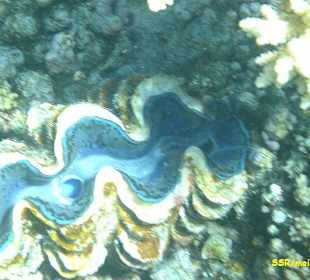 Schnorchelausflug mit SimSim-Reisen