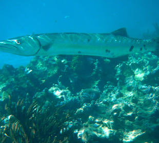 Fische