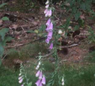 Blumen
