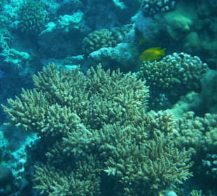 Hausriff Arabia Azur