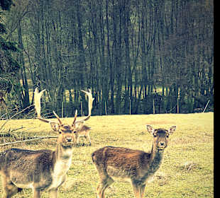 Wandern Mülheim an der Mosel