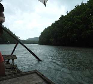 Auf dem Boot durch den Mangrovenwald