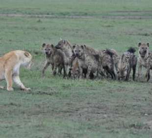 Hyänen versuchen Löwin anzugreifen